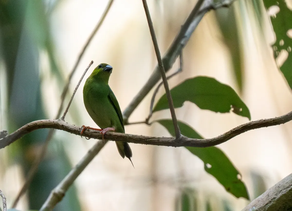 File:Erythrura viridifacies - Forest Botial-Jarvis - 392333093.jpeg