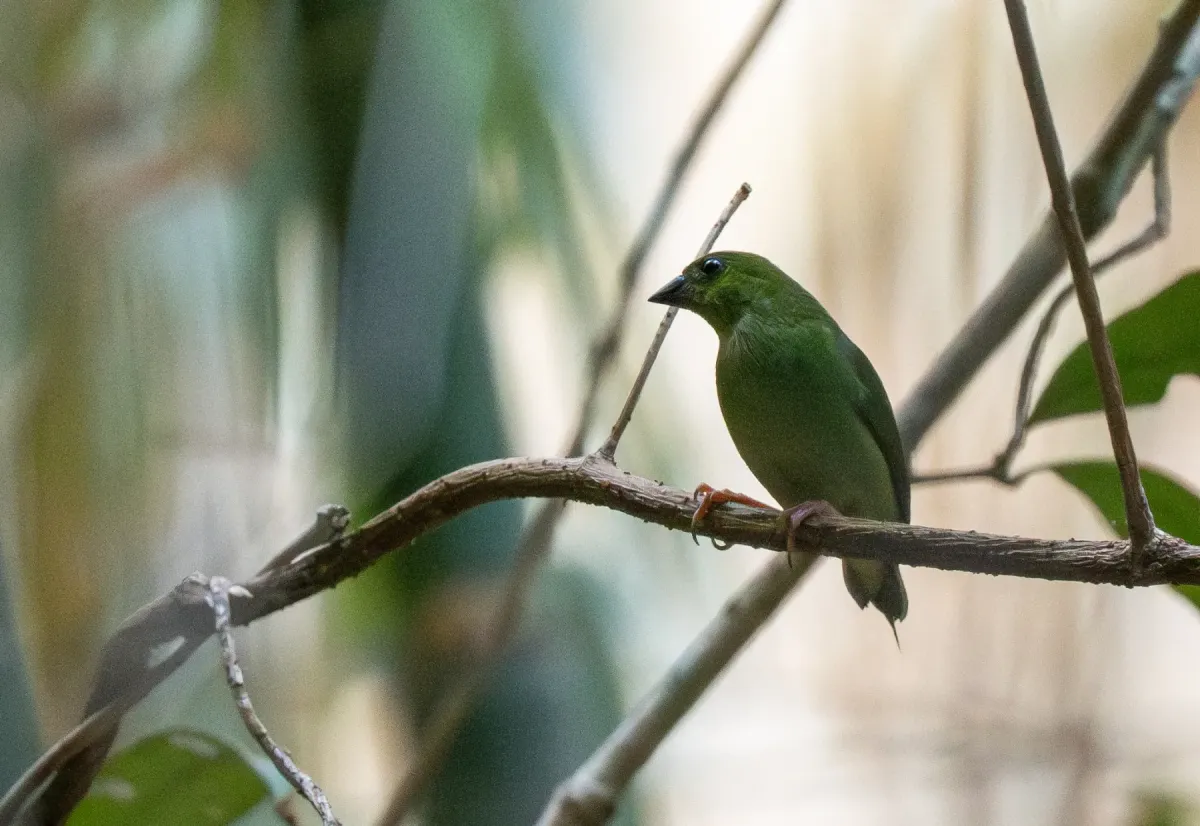 File:Erythrura viridifacies - Forest Botial-Jarvis - 392333224.jpeg