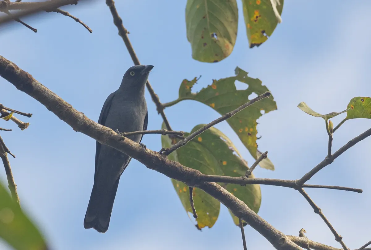 File:Coracina mindorensis - Forest Botial-Jarvis - 176655311.jpeg