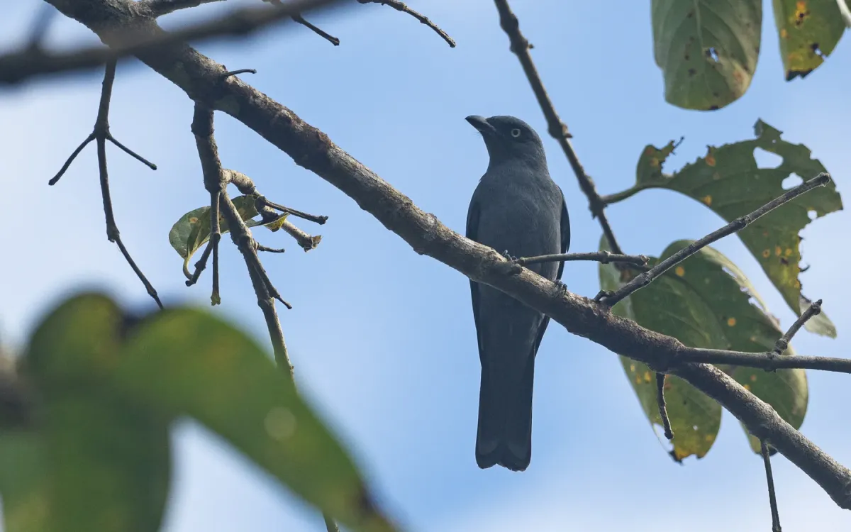 File:Coracina mindorensis - Forest Botial-Jarvis - 176655329.jpeg