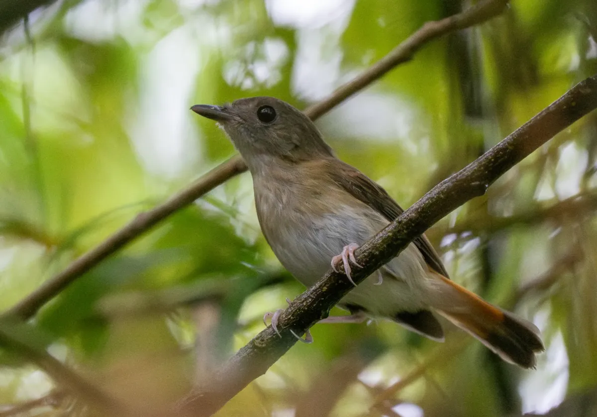 File:Ficedula disposita - Forest Botial-Jarvis - 614702929.jpeg