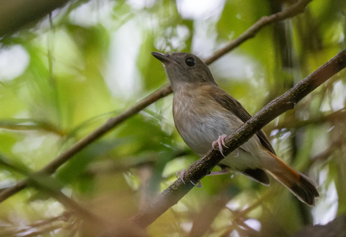 File:Ficedula disposita - Forest Botial-Jarvis - 614702934.jpeg