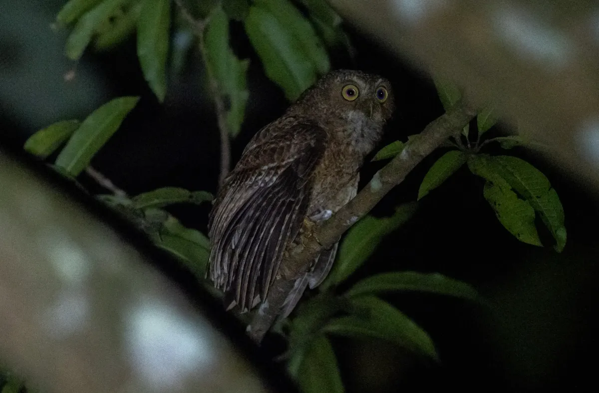 File:Ninox mindorensis - Forest Botial-Jarvis - 176655258.jpeg