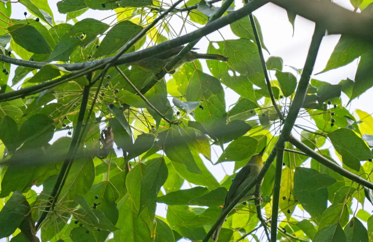 File:Sterrhoptilus dennistouni - Forest Botial-Jarvis - 302396517.jpeg