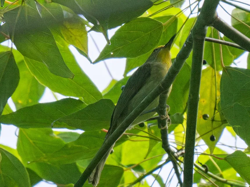 File:Sterrhoptilus dennistouni - Forest Botial-Jarvis - 302396517 (cropped).jpeg