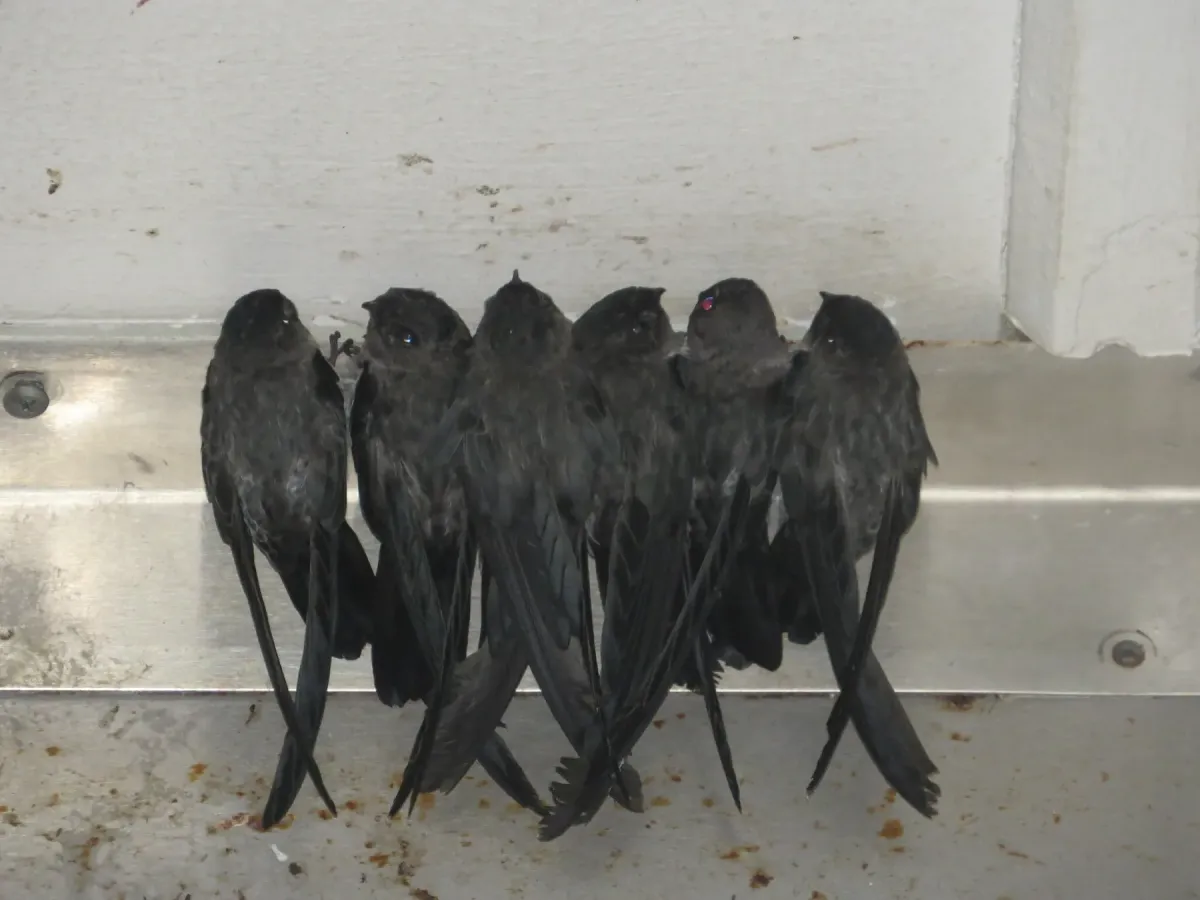 File:Collocalia natalis - ian mcallan - 366306678.jpeg