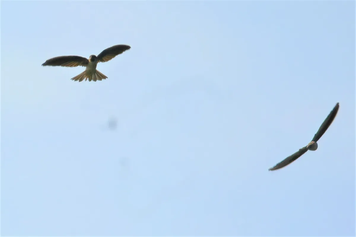 File:Collocalia neglecta - Jose Teixeira - 214818520.jpeg