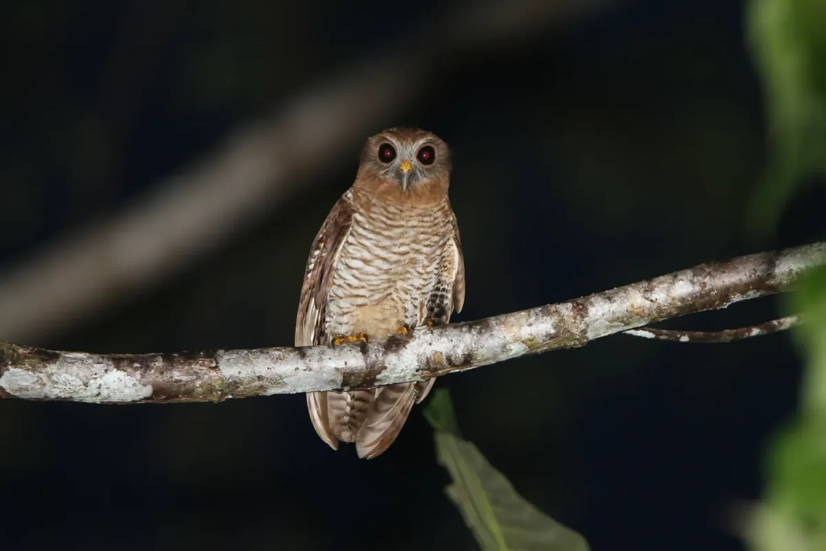 File:Ninox squamipila - James Eaton - 416820976.jpeg