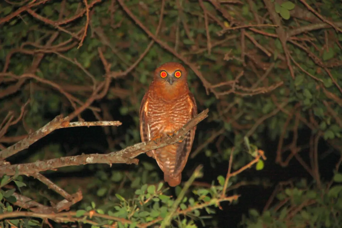 File:Ninox natalis - ian mcallan - 365620912.jpeg