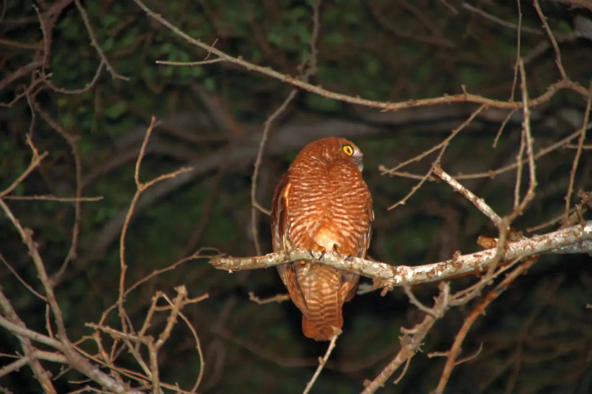 File:Ninox natalis - ian mcallan - 365620971.jpeg