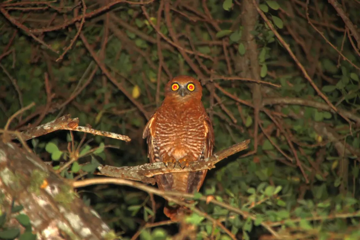 File:Ninox natalis - ian mcallan - 365621007.jpeg