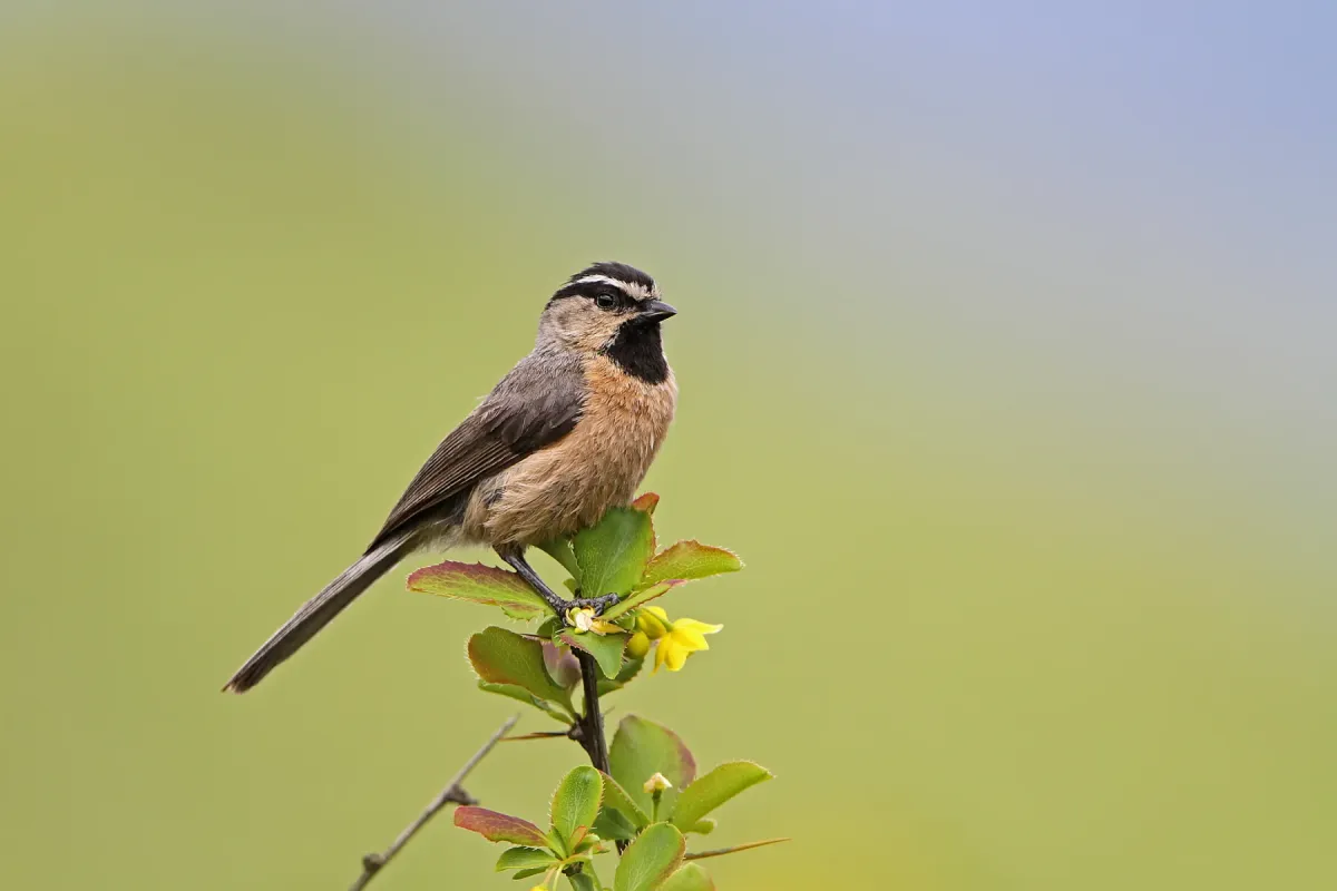 File:White-browed Tit (Poecile superciliosus) in China.jpg
