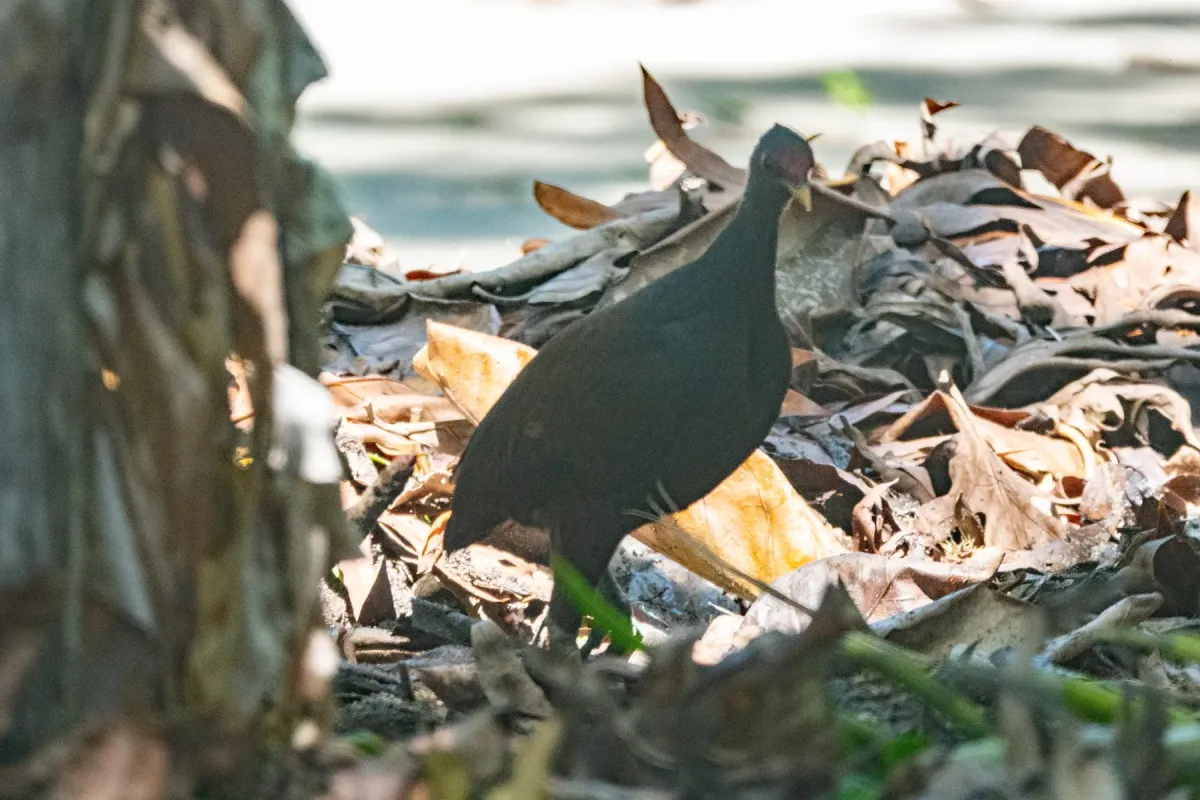 File:Megapodius eremita - Euan Moore - 609428384.jpeg