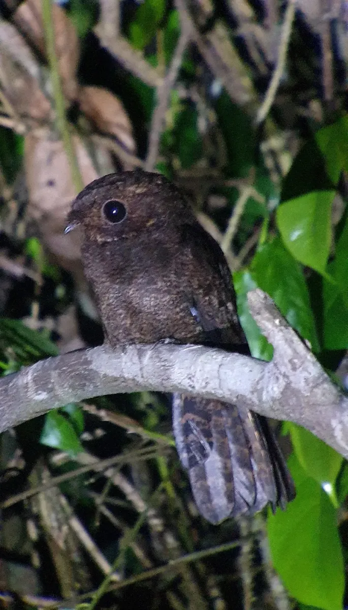 File:Veles binotatus - Antoine Thivolle - 601094044.jpeg