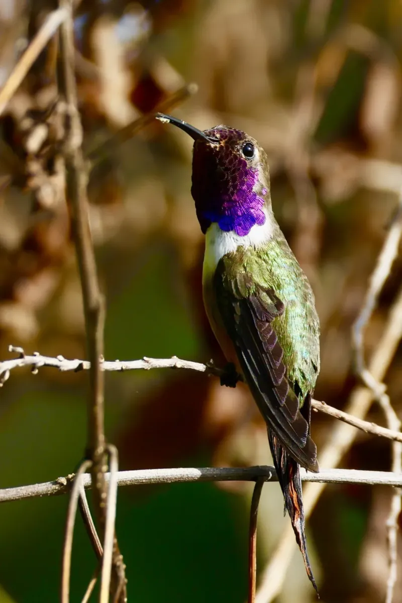 File:Nesophlox lyrura - M.R. Perry - 465597004.jpeg