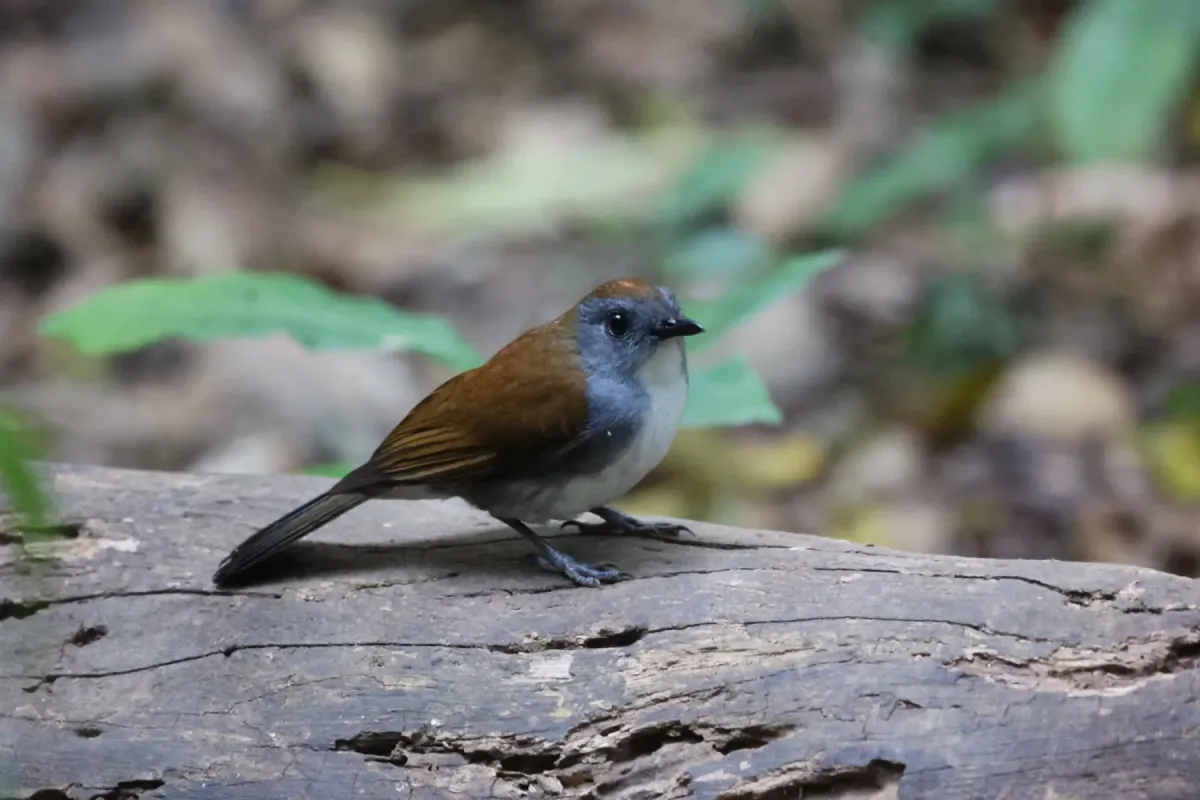 File:Alethe castanea woosnami in Uganda.jpg