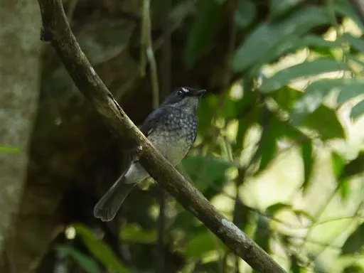 File:White-browed Forest-Flycatcher (Fraseria cinerascens) in Democratic Republic of the Congo.jpg