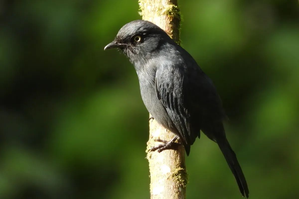 File:Melaenornis ardesiacus in Rwanda 588074054 (cropped).jpg