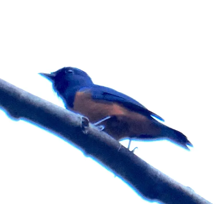 File:Eumyias hyacinthinus kuehni in Indonesia.jpg