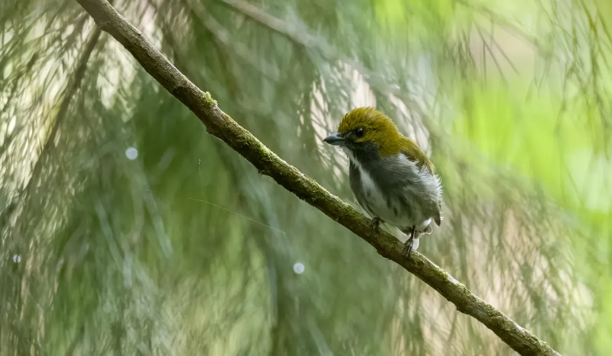 File:Pachyglossa olivacea - Forest Botial-Jarvis - 240241409.jpeg