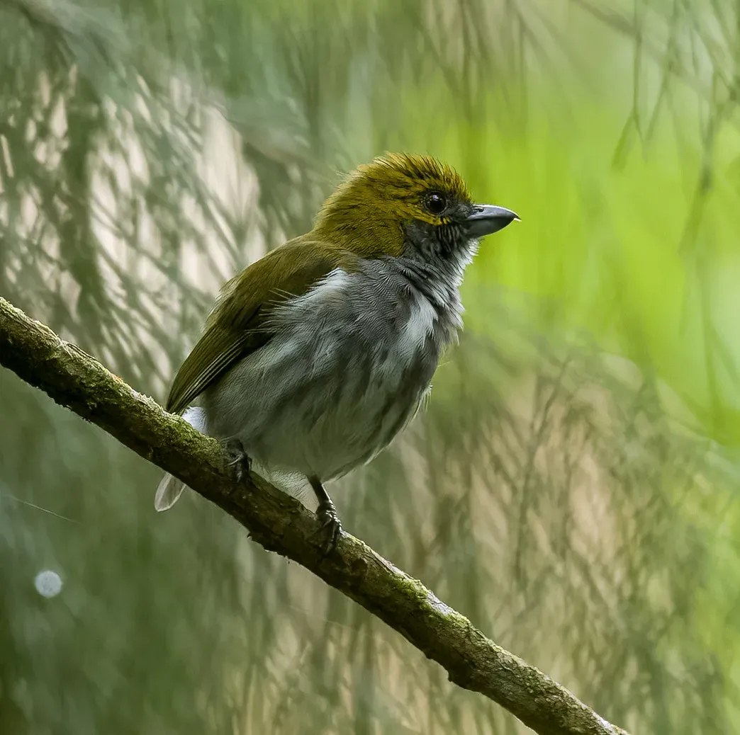 File:Pachyglossa olivacea - Forest Botial-Jarvis - 240241386 (cropped).jpeg
