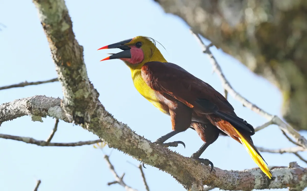 File:Olive Oropendola (Psarocolius bifasciatus).jpg