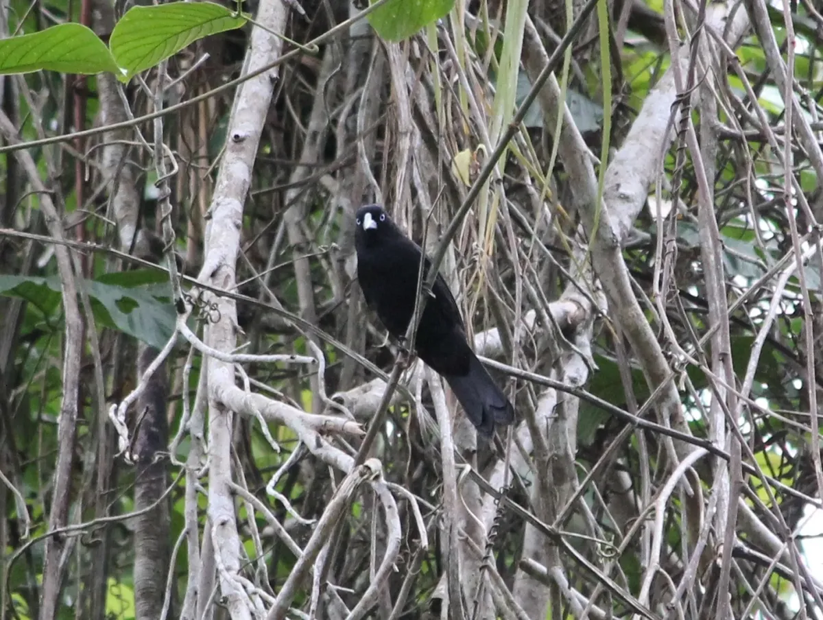 File:Ecuadorian Cacique (Cacicus sclateri).jpg