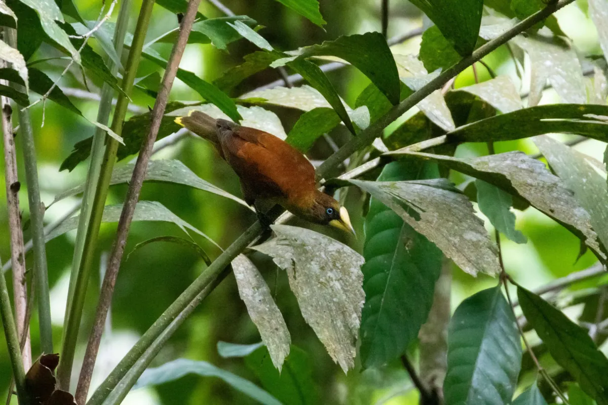 File:Casqued Cacique (Cacicus oseryi) 02.jpg
