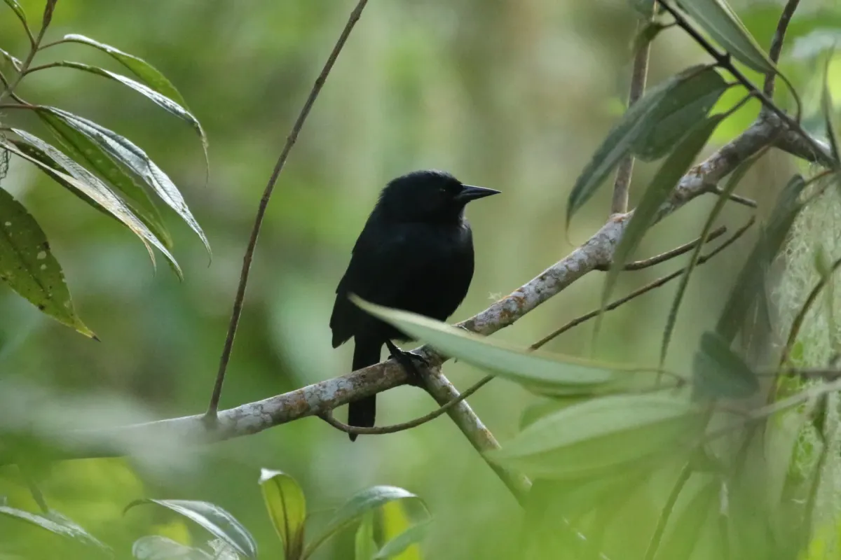 File:Jamaican Blackbird (Nesopsar nigerrimus).jpg
