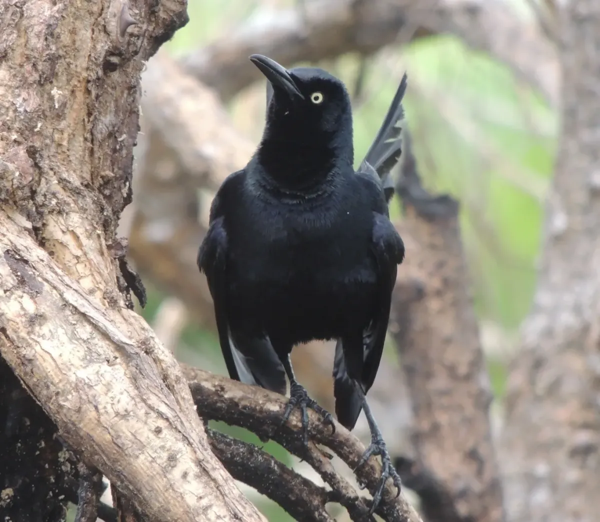 File:Nicaraguan Grackle (Quiscalus nicaraguensis) (cropped).jpg