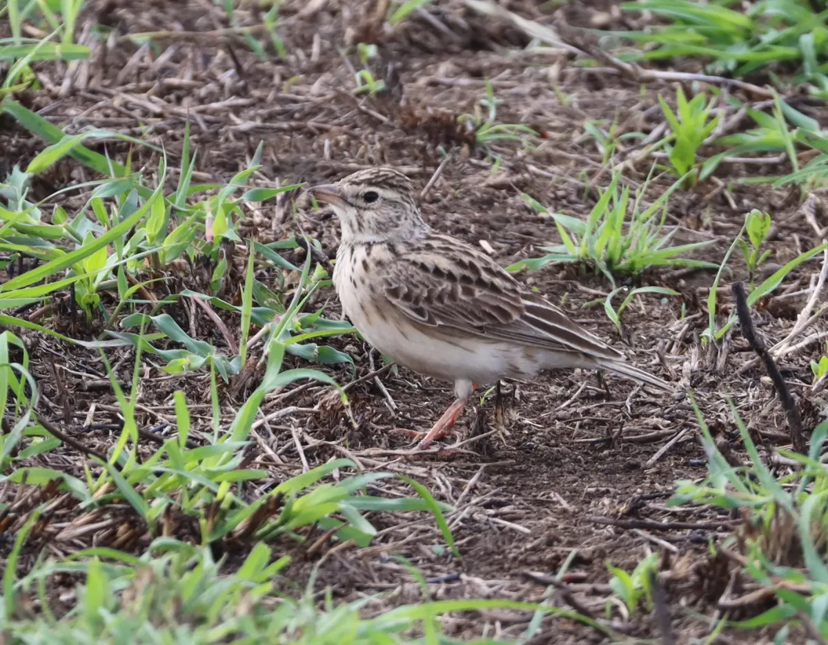 File:Alaudala somalica athensis - avocat - 180721356.jpeg