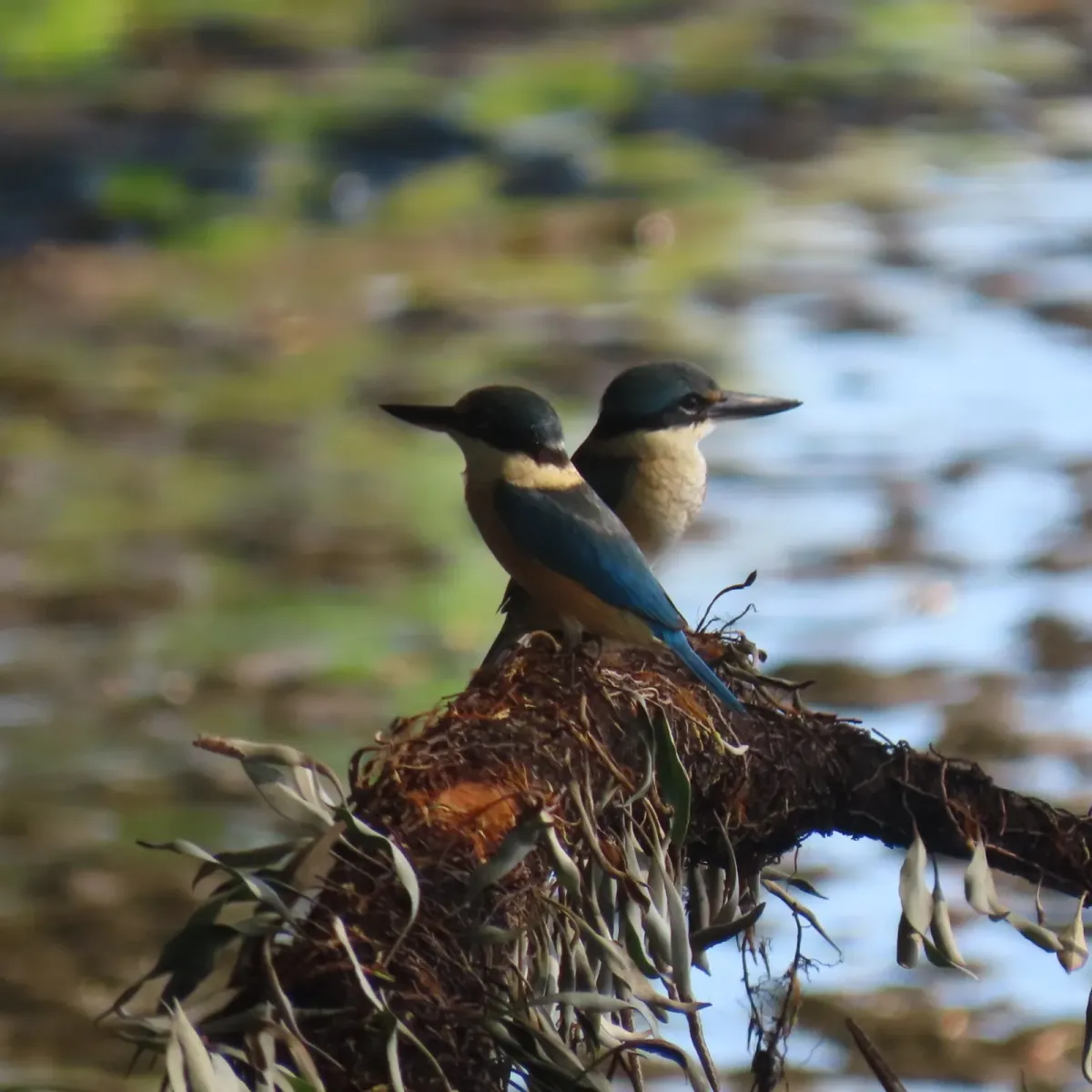 File:Todiramphus tristrami - tlaloc27 - 228057434.jpeg