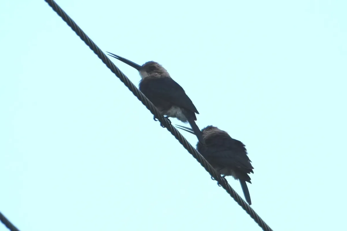 File:Brachygalba goeringi - Ben Costamagna - 465063478.jpeg