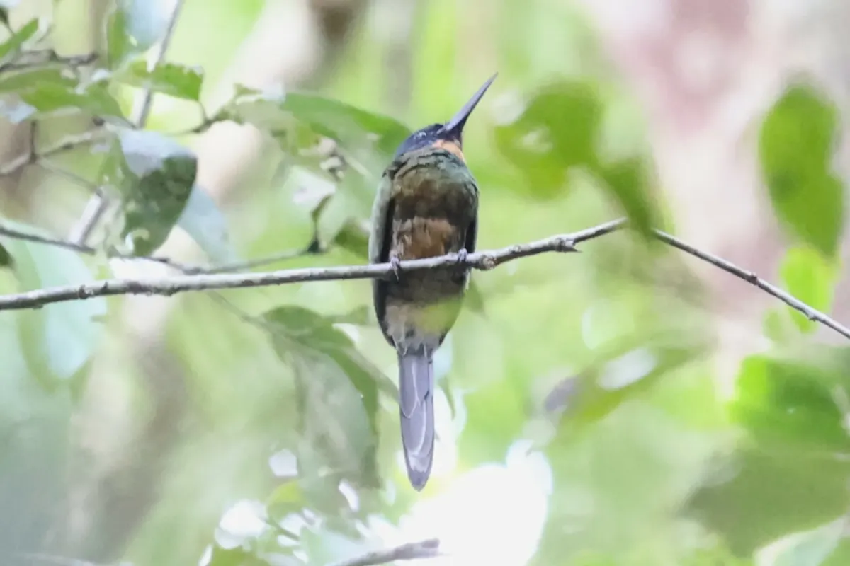 File:Galbula chalcothorax - Tommy Andriollo - 335223414.jpeg