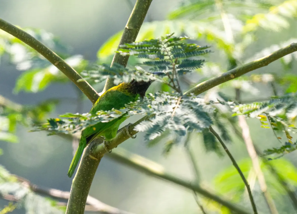 File:Psilopogon corvinus - Forest Botial-Jarvis - 309997282.jpeg