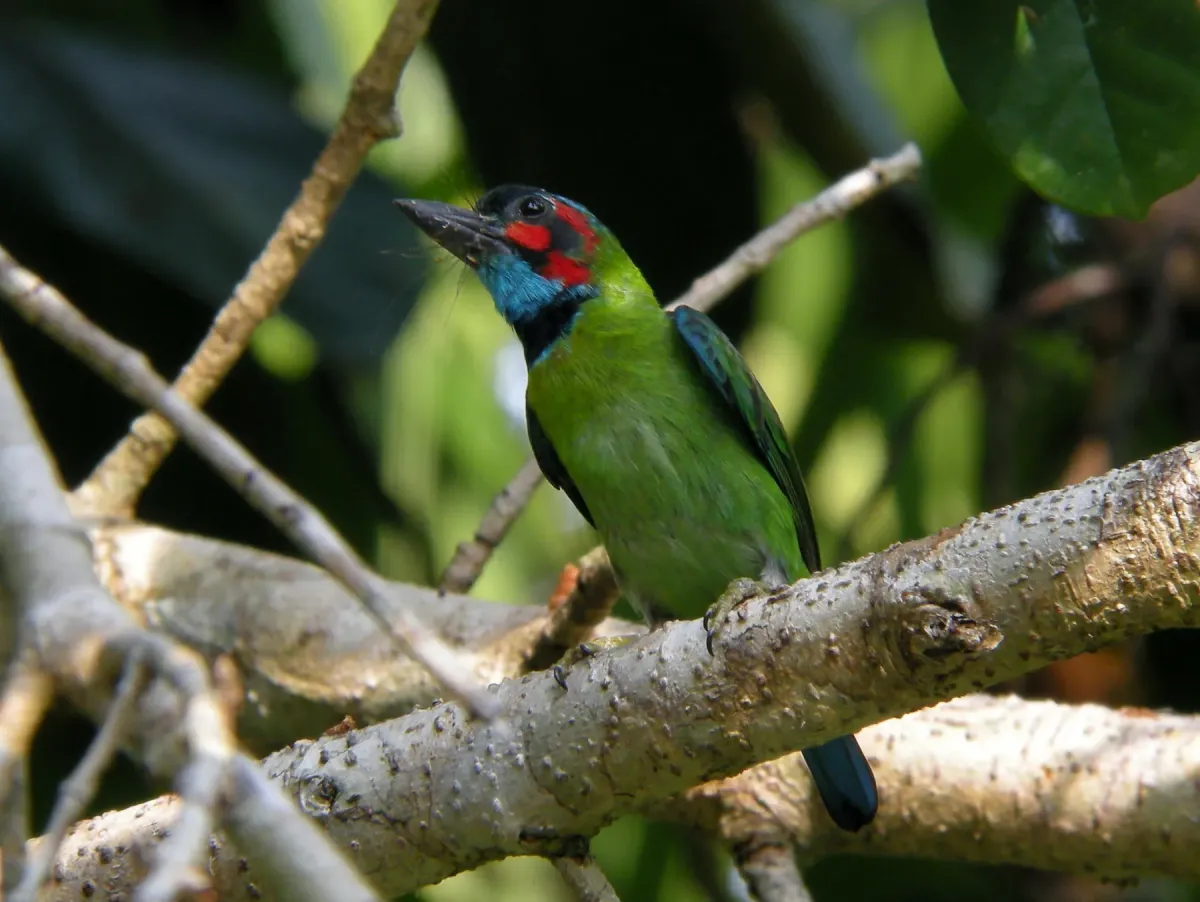 File:Psilopogon duvaucelii - Ian Dugdale - 547323583.jpeg