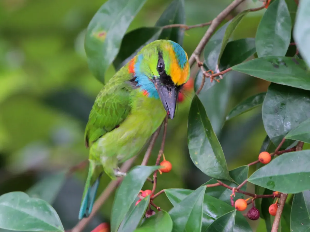 File:Psilopogon henricii - Ian Dugdale - 547324358.jpeg