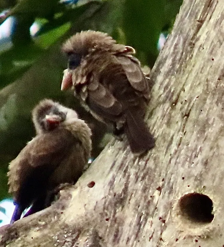 File:Gymnobucco calvus - Irene - 599055577.jpeg