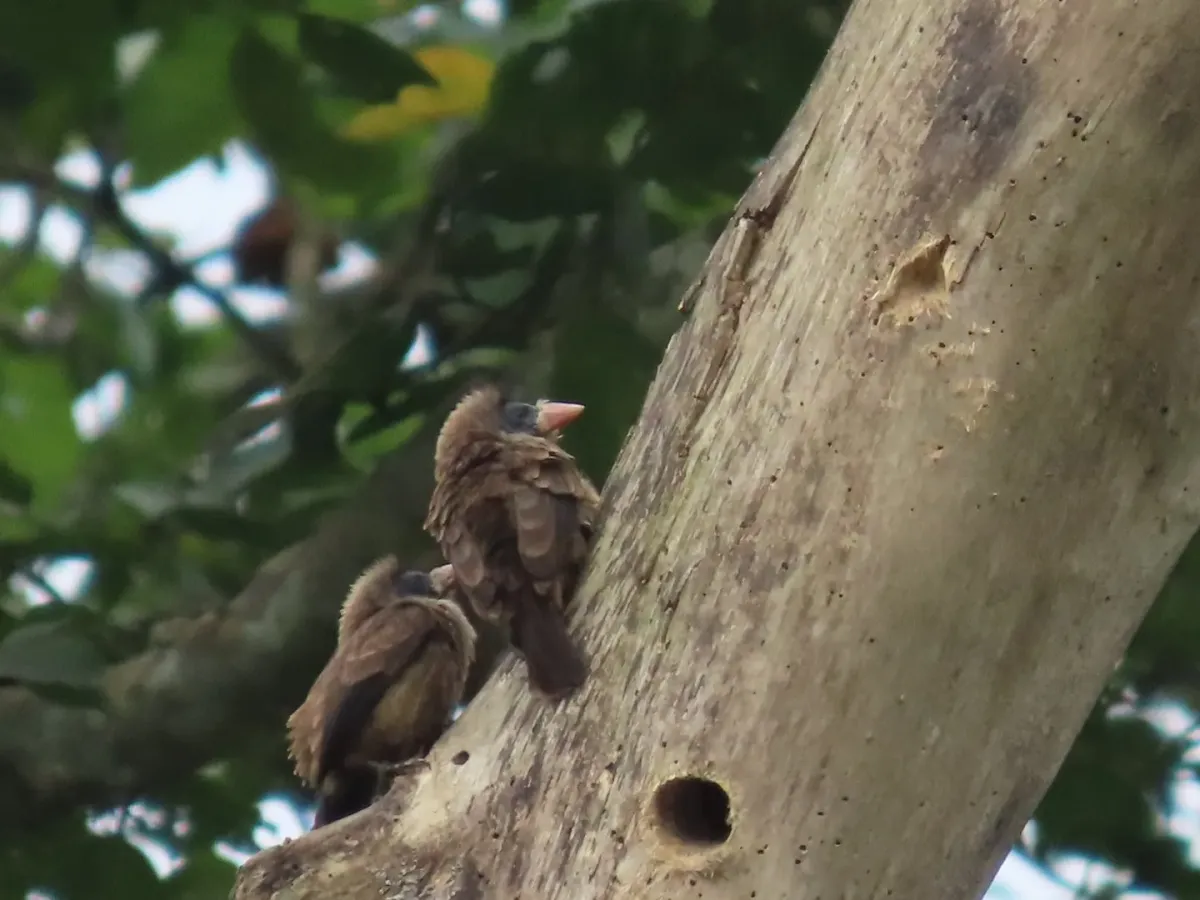 File:Gymnobucco calvus - Irene - 599055585.jpeg