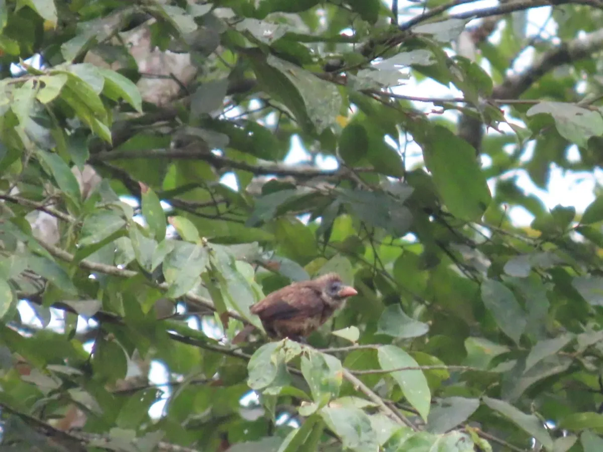 File:Gymnobucco calvus - Irene - 599055600.jpeg