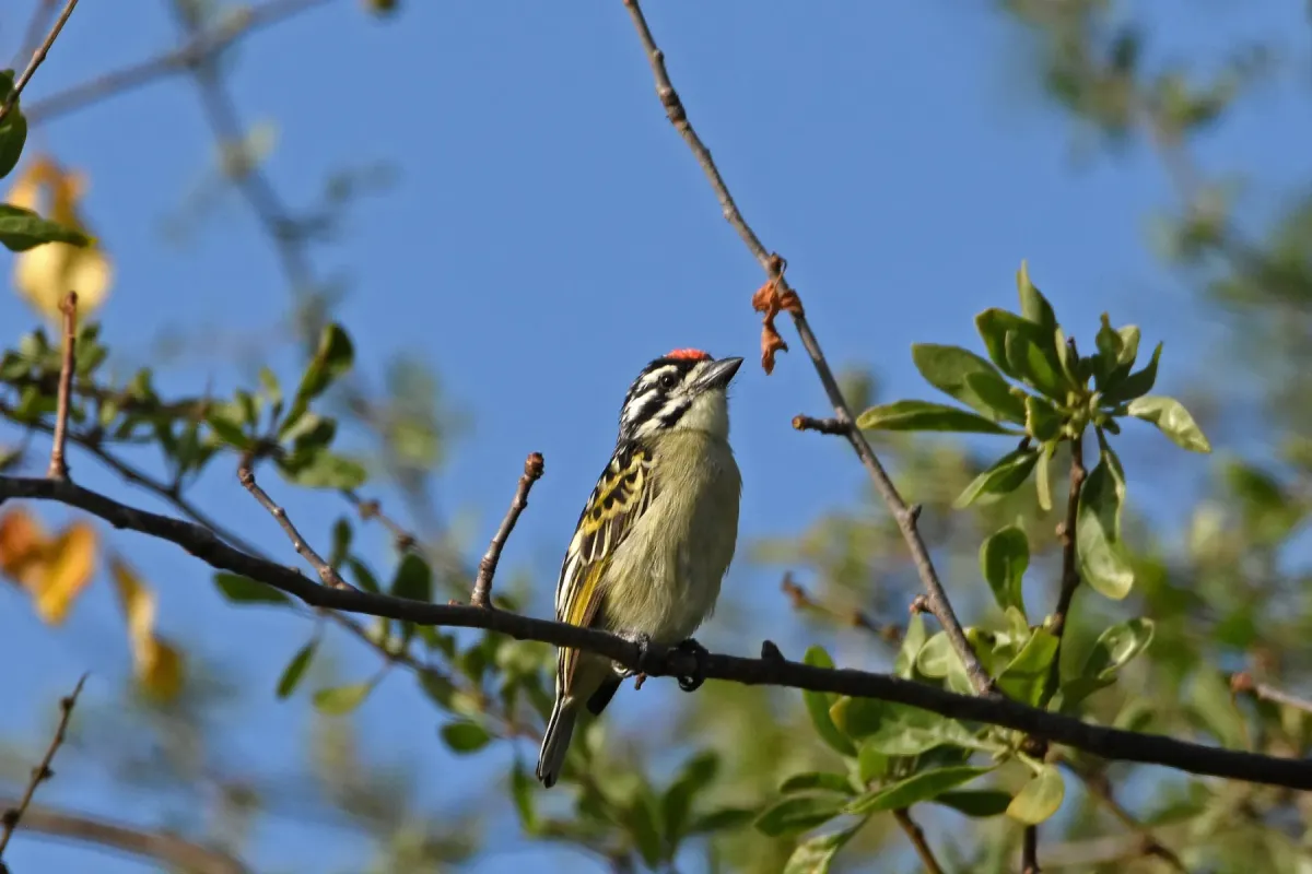 File:Pogoniulus uropygialis - Brian Henderson - 67264822.jpeg
