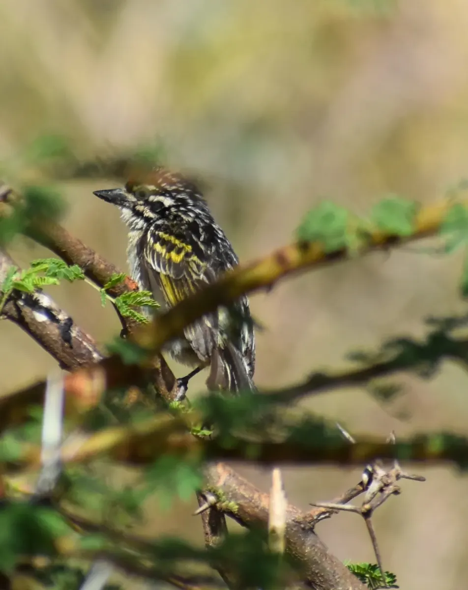 File:Pogoniulus uropygialis - Nikhil R R - 432929862.jpeg