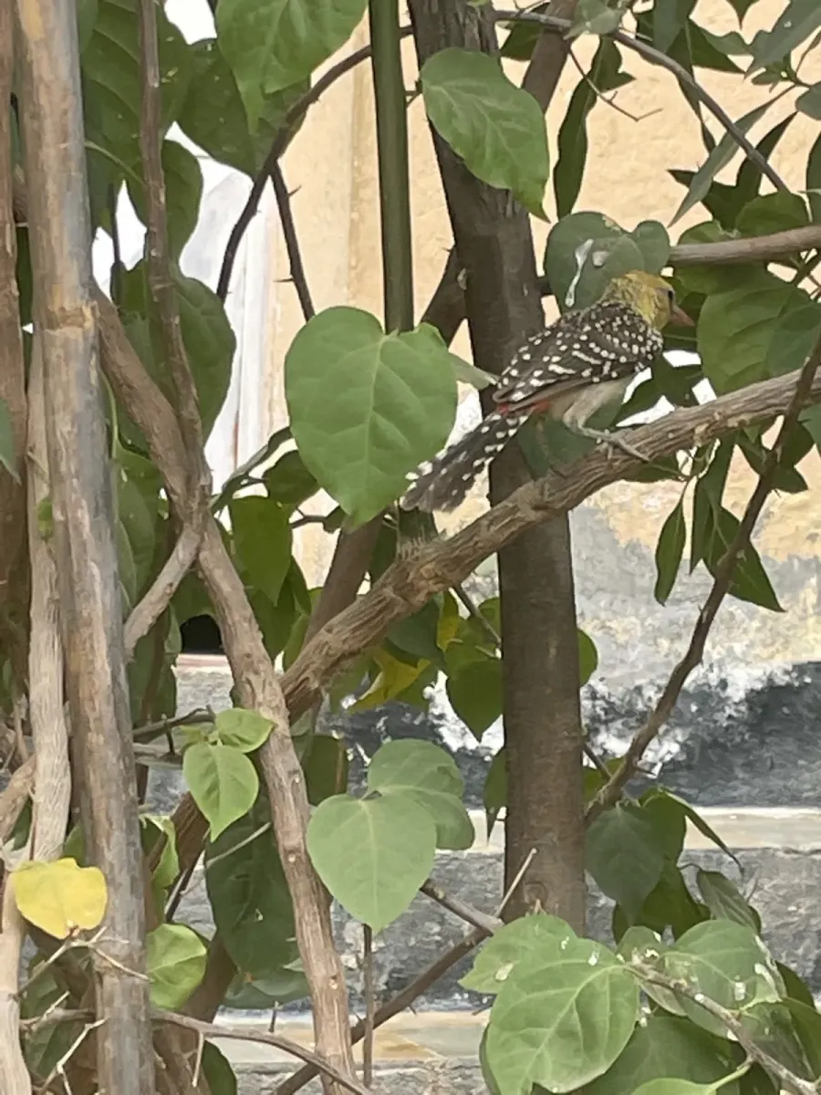 File:Trachyphonus margaritatus - nberhe - 313188413.jpeg