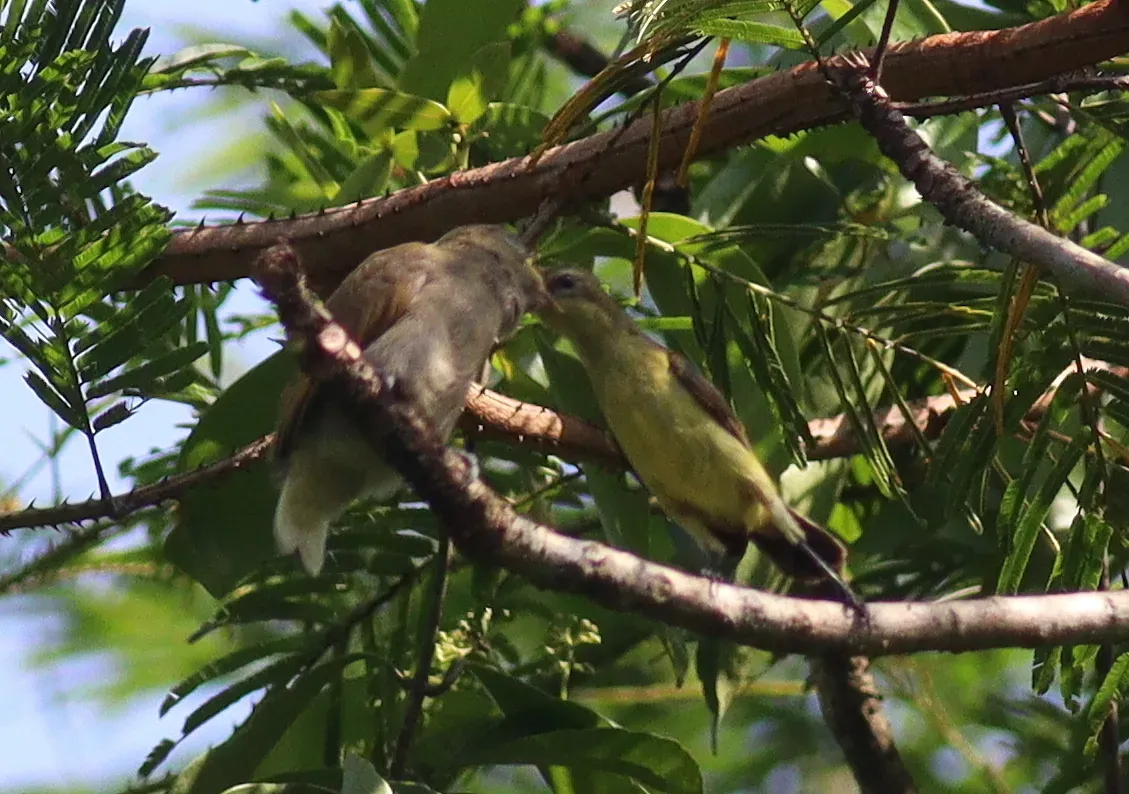 File:Prodotiscus insignis - Jan Ebr and Ivana Ebrová - 346181565.jpeg