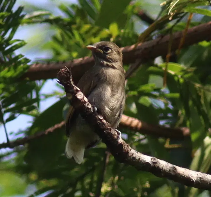 File:Prodotiscus insignis - Jan Ebr and Ivana Ebrová - 346181577.jpeg