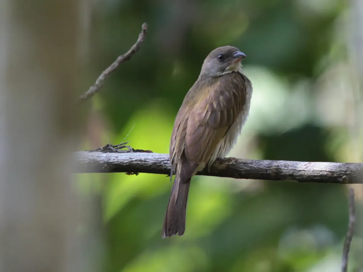 File:Indicator archipelagicus - Ian Dugdale - 547323942.jpeg