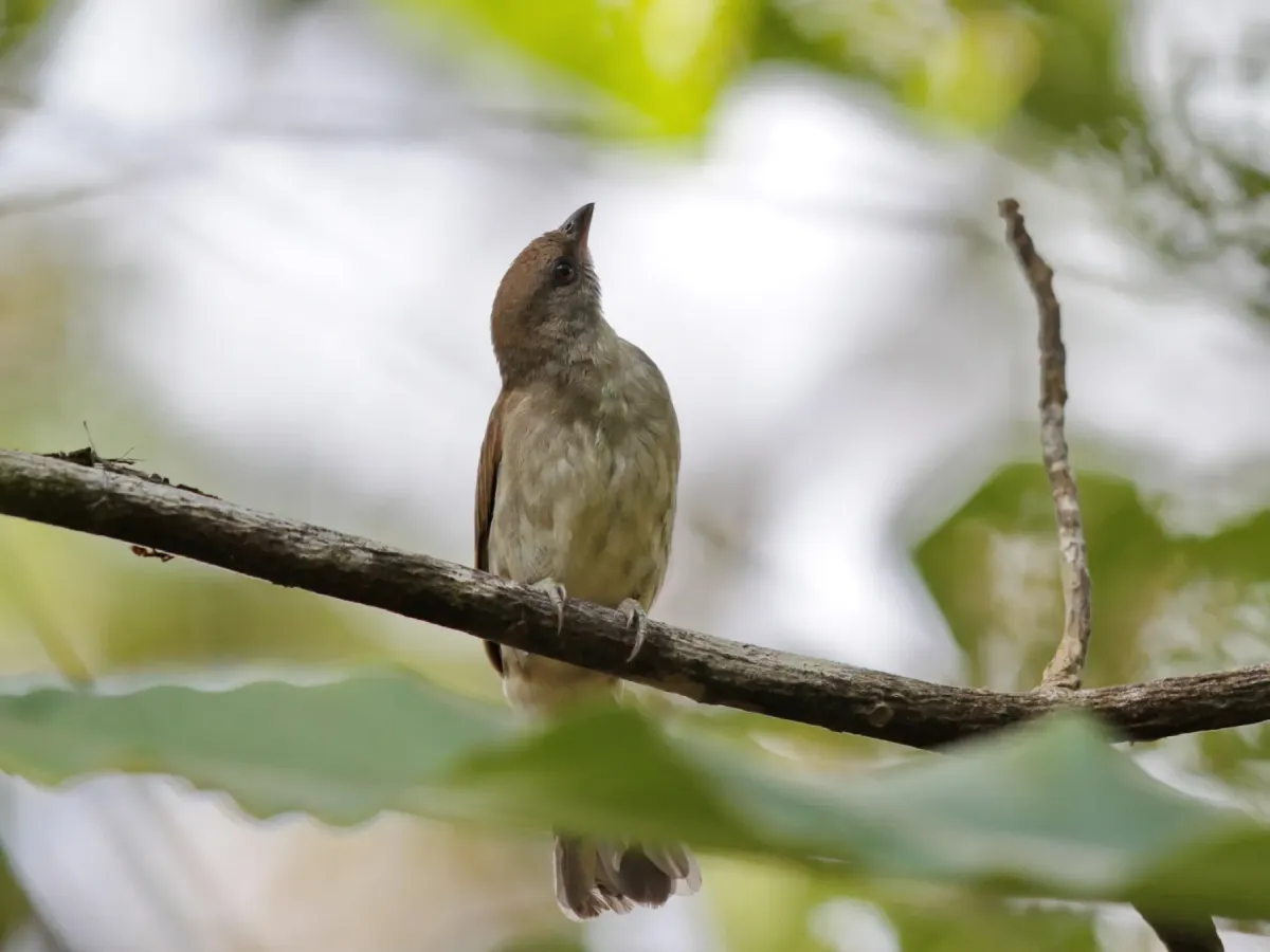 File:Indicator archipelagicus - Ian Dugdale - 547323963.jpeg