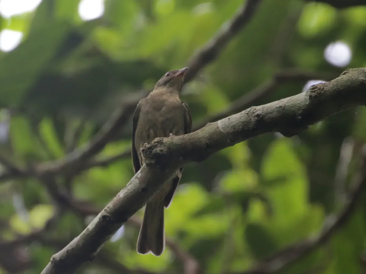 File:Indicator archipelagicus - Ian Dugdale - 546696138.jpeg