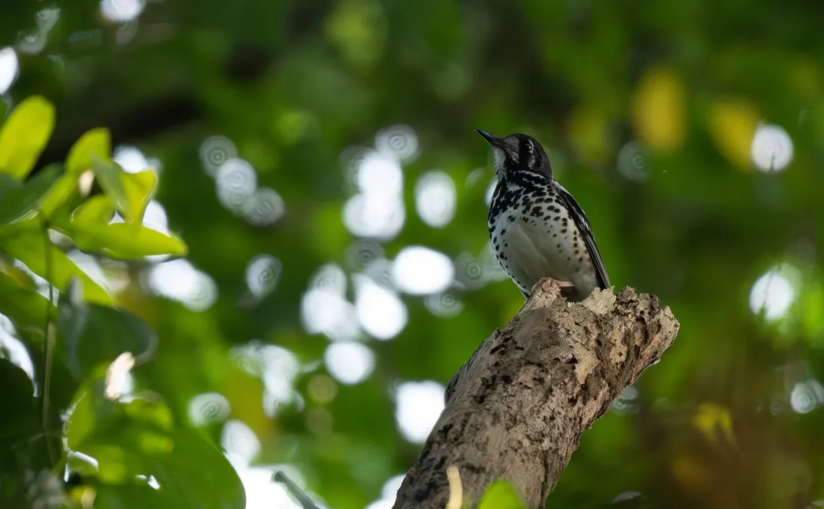File:Geokichla cinerea - Forest Botial-Jarvis - 306016740.jpeg