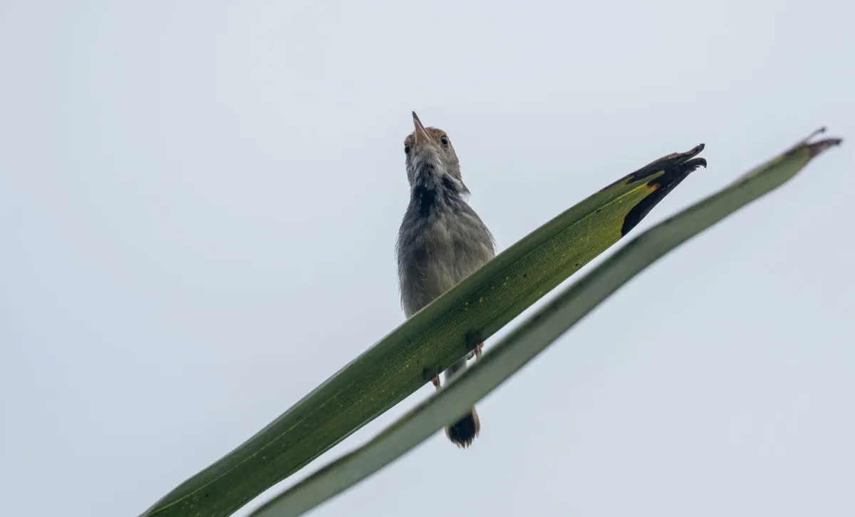 File:Orthotomus chaktomuk - Forest Botial-Jarvis - 182041534.jpeg